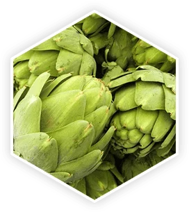 Artichoke extract